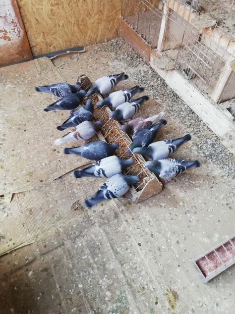  - 5 Martie 2019-relaxare inaintea sezonului