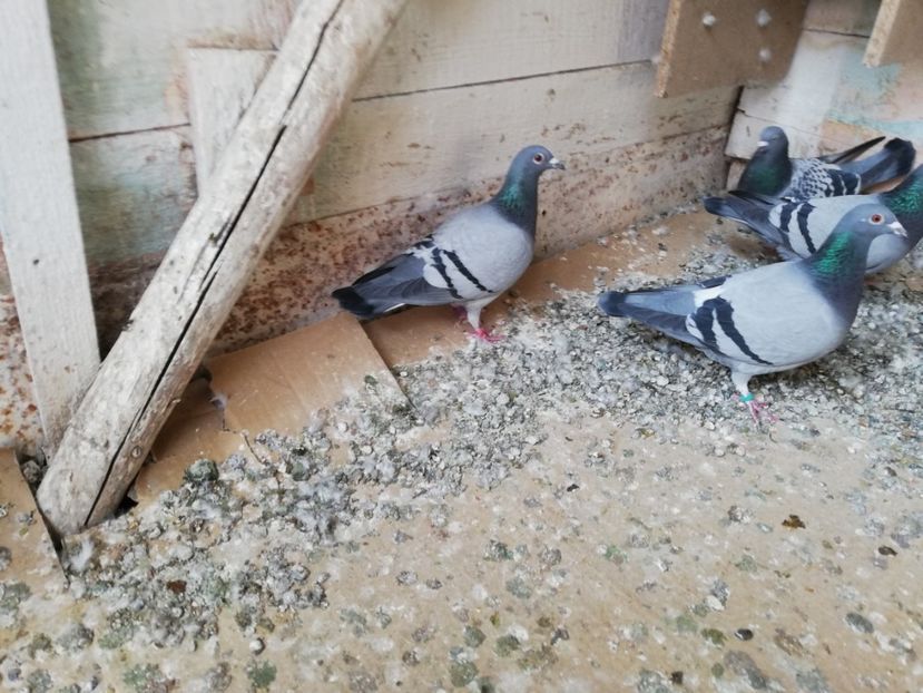  - 5 Martie 2019-relaxare inaintea sezonului