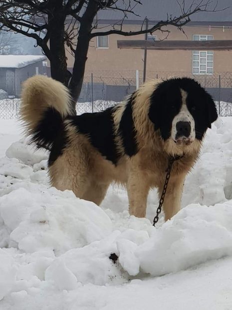 IMG-20190207-WA0033 - Cainele meu