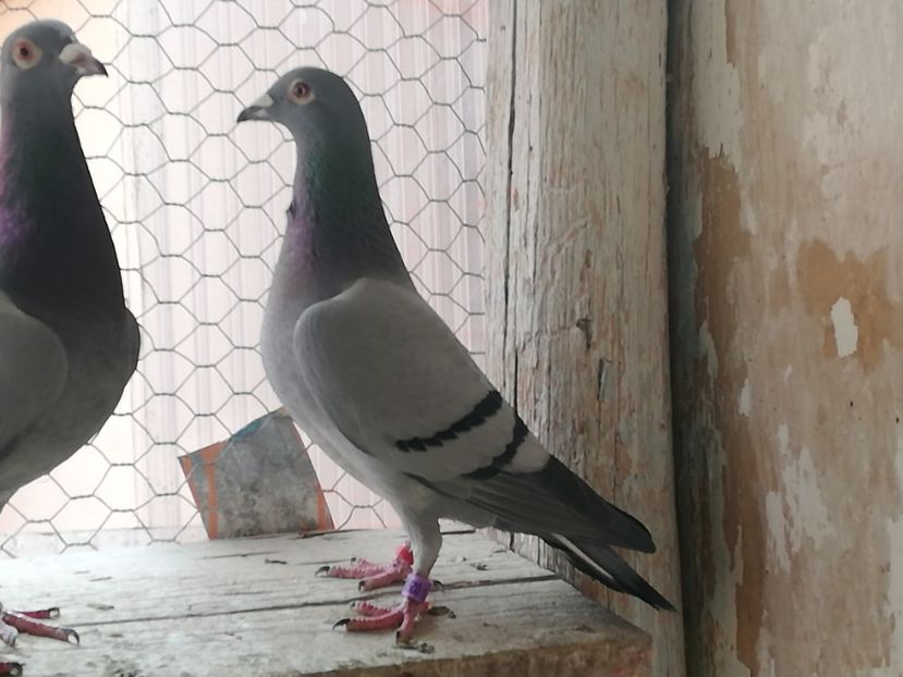  - 5 Martie 2019-relaxare inaintea sezonului