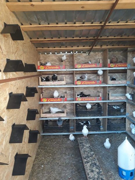 received_364891204365023 - Porumbei matca 2019