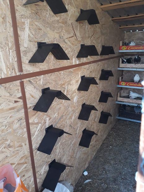 received_774526586254318 - Porumbei matca 2019