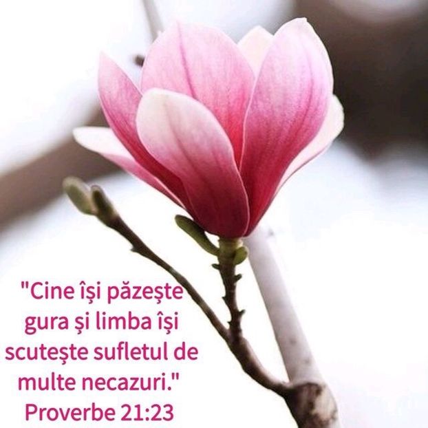 BDF75342-6415-4D90-A19F-78354C0E7471 - Minuni din creatia Domnului