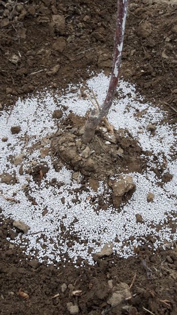  - Livada 1 anul ll 2019