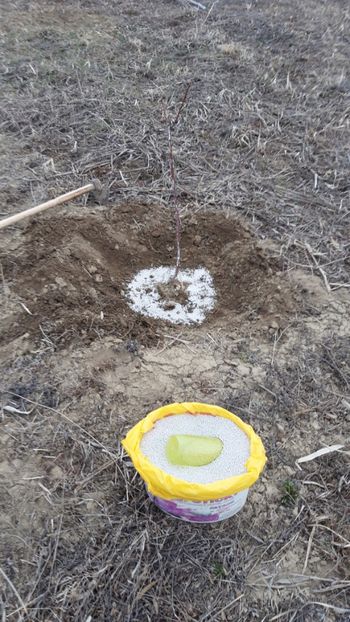  - Livada 1 anul ll 2019