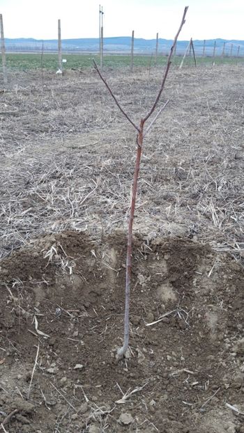  - Livada 1 anul ll 2019