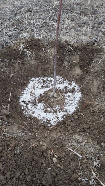  - Livada 1 anul ll 2019