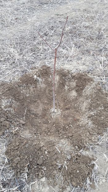  - Livada 1 anul ll 2019