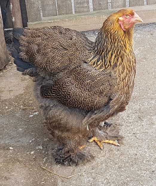 Martie 2019 - B__Brahma Potarnichiu