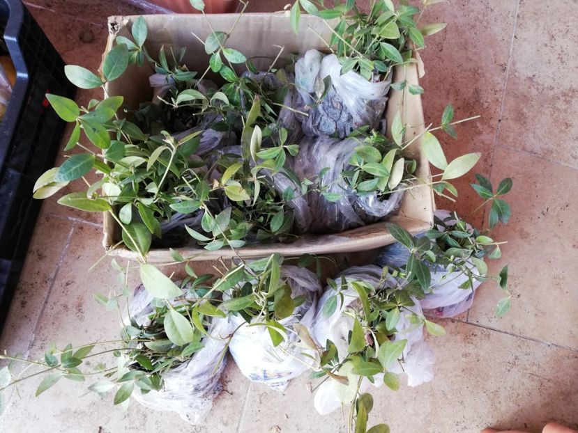 100 buc vinca minor, cu balotel de pamant - Diverse