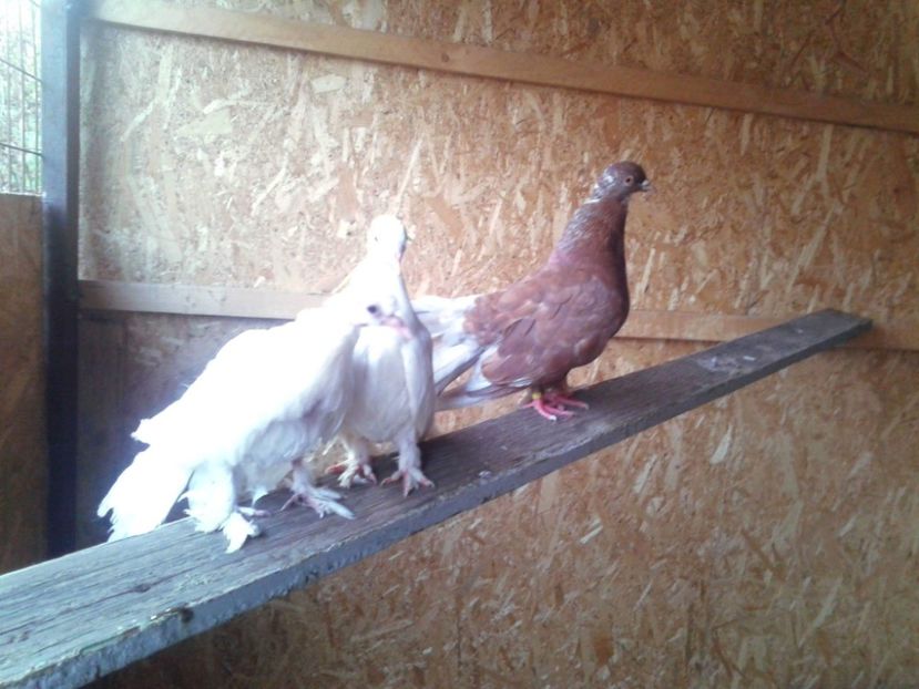 received_1914419812152525 - Porumbei Voltați