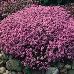 thymus serpyllum atropurpureum - b Comenzi plante copaci 2018 2019