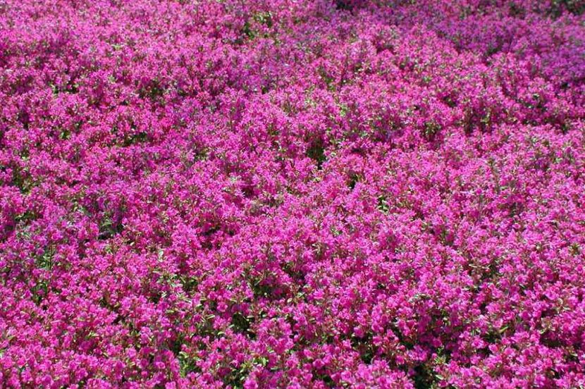 thymus serpyllum atropurpureum - b Comenzi plante copaci 2018 2019