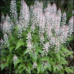 tiarella tiger stripe - b Comenzi plante copaci 2018 2019