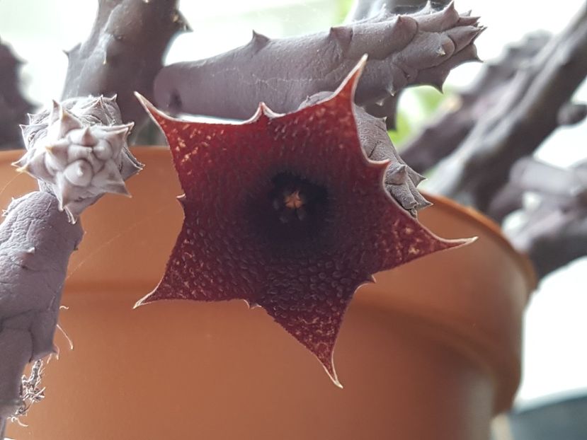 Huernia pendula-cea mai harnica in 2019 - Stapeliade 2018-2021-2022