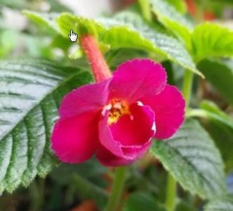 Amazing Grace - Achimenes rosu