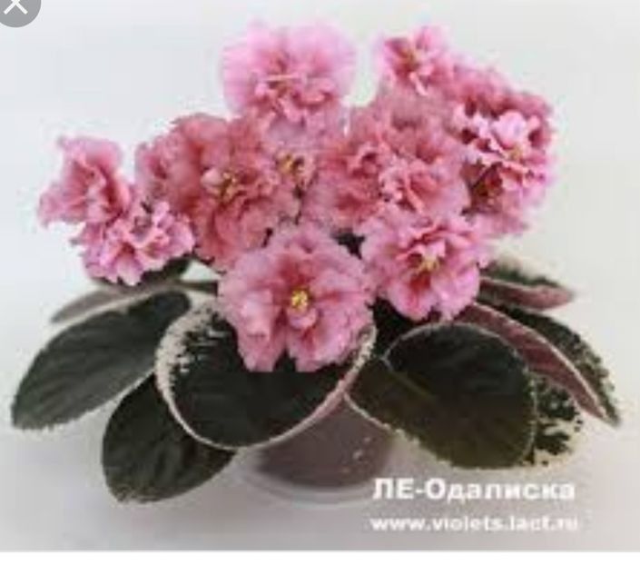 LE Odaliska - Violete africane de colectie