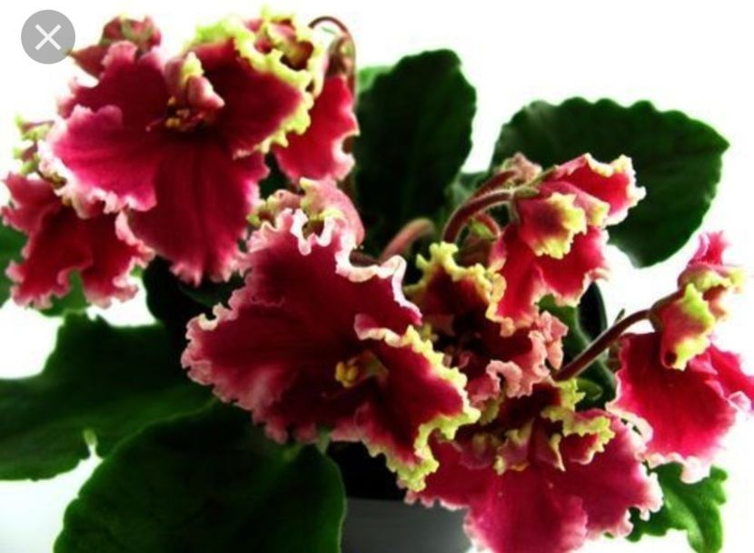 LE Ognenie Motylki - Violete africane de colectie