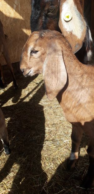  - Ied anglo nubian de vanzare!