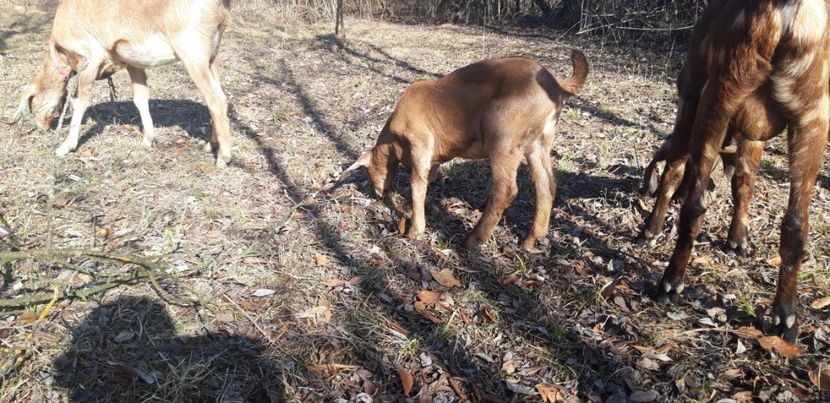  - Ied anglo nubian de vanzare!