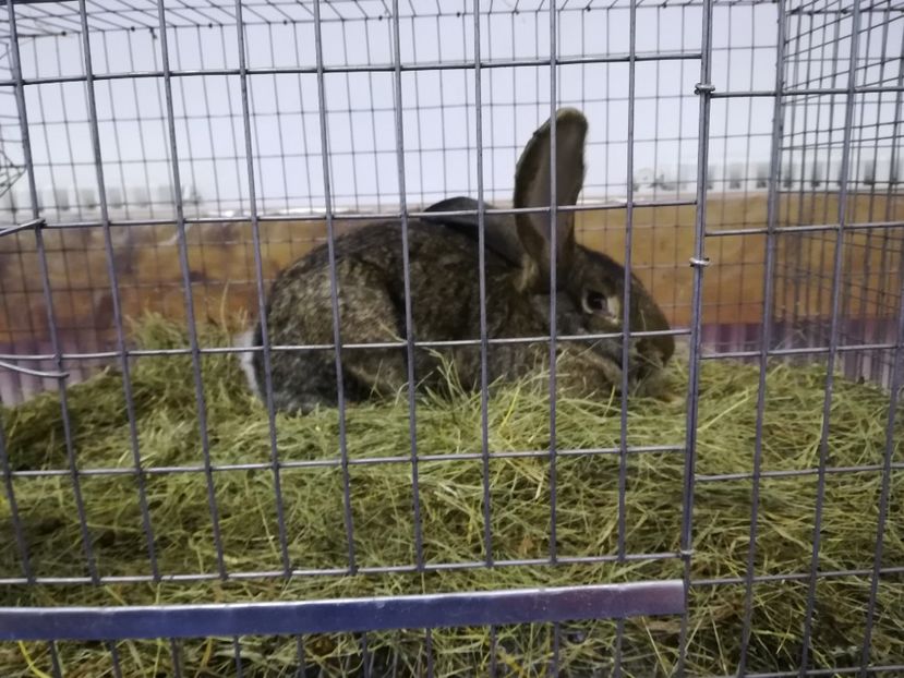  - Iepuri mei Expo 2019 Mediaș