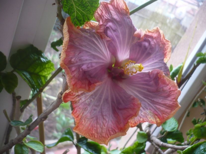 P1400644 - HIBISCUSI 2019-1