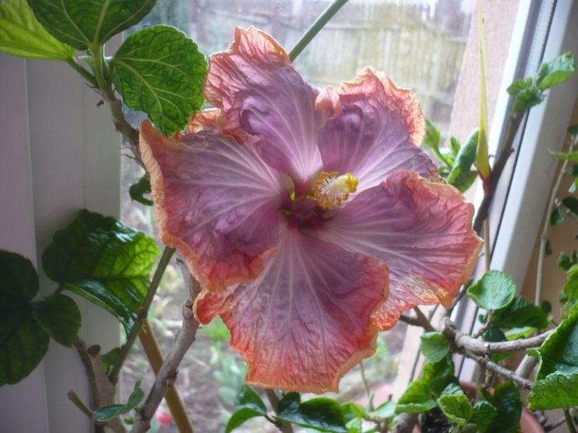 P1400645 - HIBISCUSI 2019-1