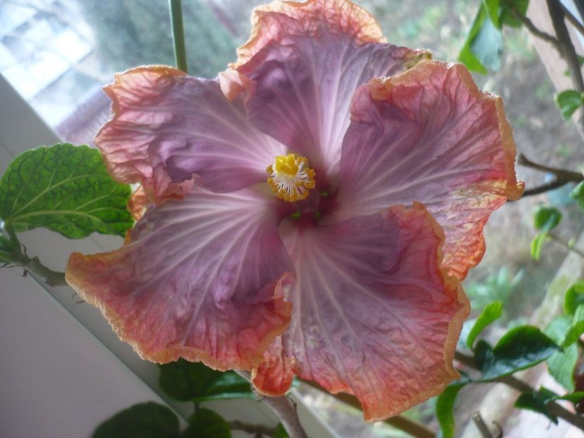 P1400646 - HIBISCUSI 2019-1