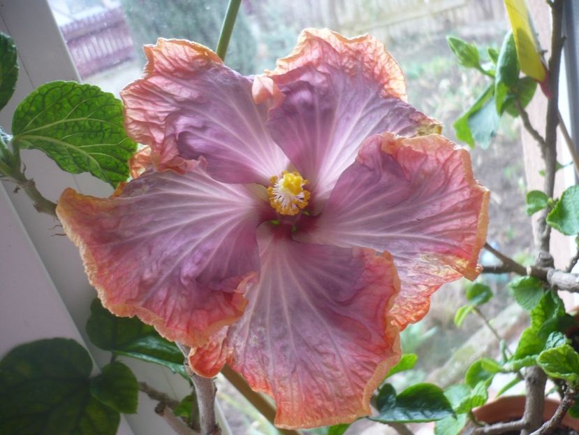 P1400647 - HIBISCUSI 2019-1