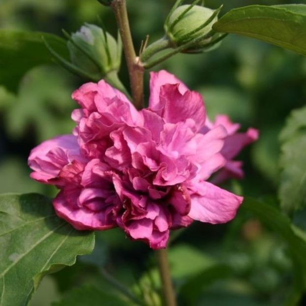 hibiscus-syriacus-duc-de-brabant - DUC DE BRABANT