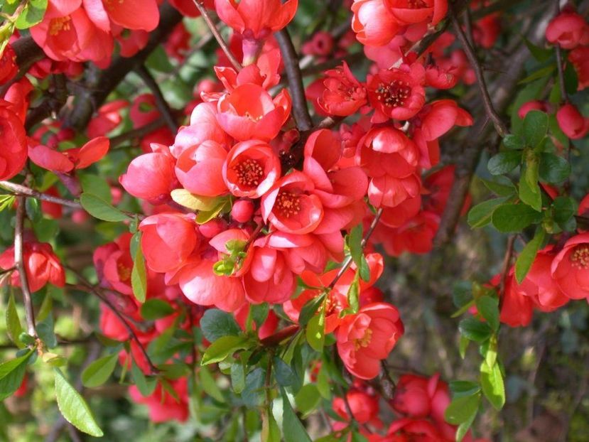 chaenomeles-speciosa-rubra - GUTUI JAPONEZ