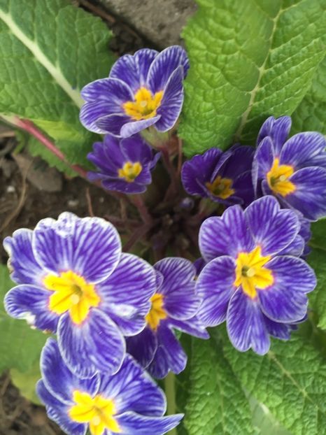 CEFD617E-7907-4409-9CFE-9B31E6DDD4DE - Martie