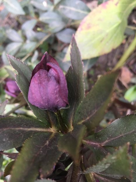 55B00233-A2E1-4421-900F-5A917DFC6E35 - Martie