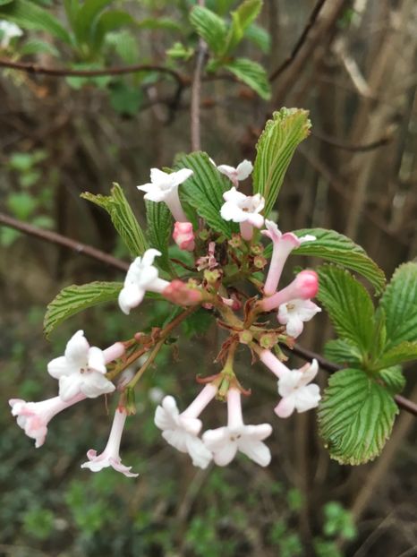 54DA54B2-791A-40B1-86F0-B9901F9F85D5 - Martie