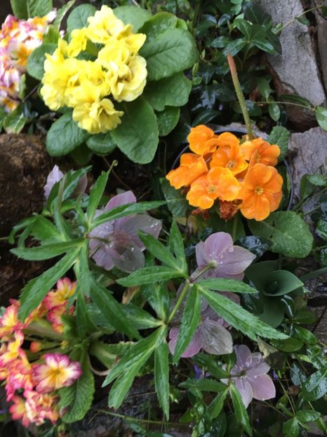 68EA4569-422F-4368-9D1B-E4195F7EBF02 - Martie