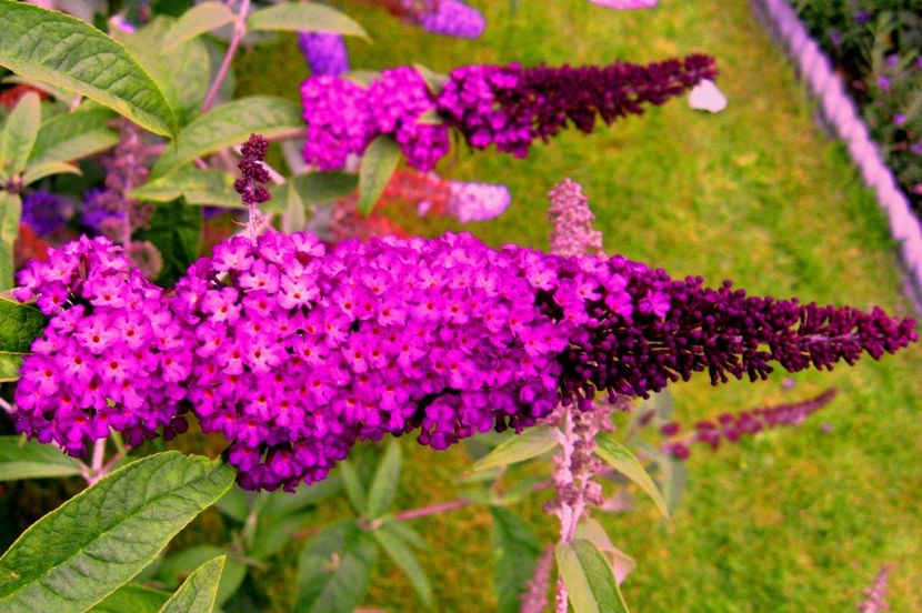 Buddleja_davidii_'Royal_Red'_panicles - ROYAL RED BUDDLEJA DAVIDII