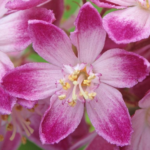 DEUTZIA -2 - STRAWBERRY FIELDS DEUTZIA