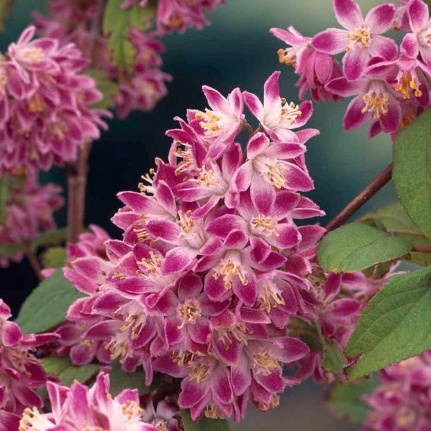 DEUTZIA -3 - STRAWBERRY FIELDS DEUTZIA