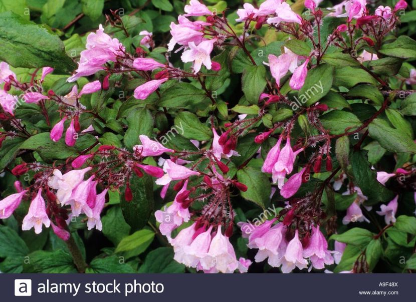 kolkwitzia-amabilis-pink-cloud-beauty-bush-pink-flowers-garden - PINK CLOUD KOLKWITZIA