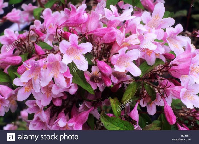 kolkwitzia-amabilis-pink-cloud-beauty-bush-pink- - PINK CLOUD KOLKWITZIA
