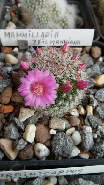 12.03.2019 - Mammillaria zeilmanniana