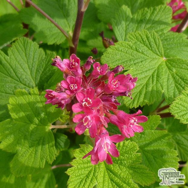 Ribes sanguineum 'Pulborough Scarlet'-5 - PULBOROUGH SCARLET- RIBES SANGUINEUM