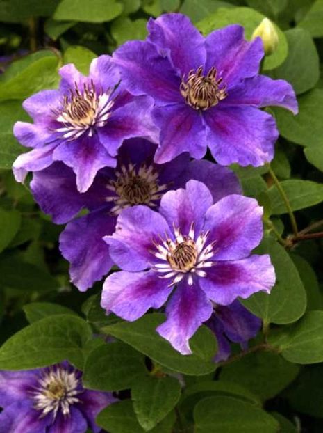 clematis ashva-lidl - achizitii 2019 c