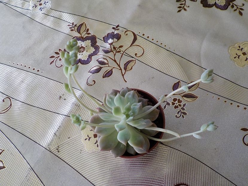  - echeveria prolifera 2019