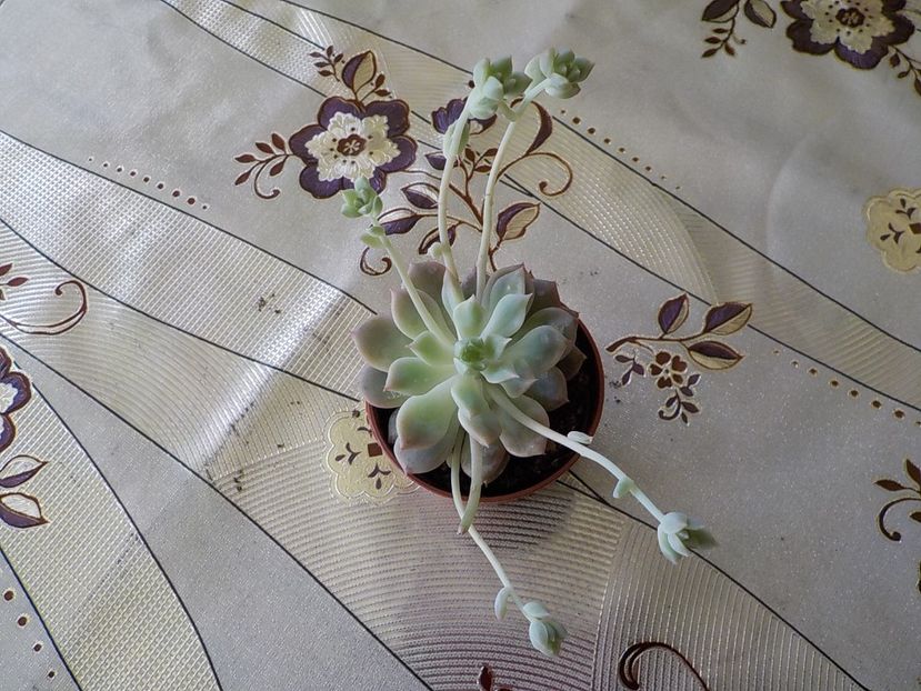  - echeveria prolifera 2019