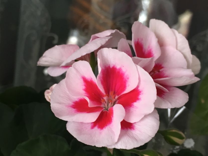 Splash - Flori 2019