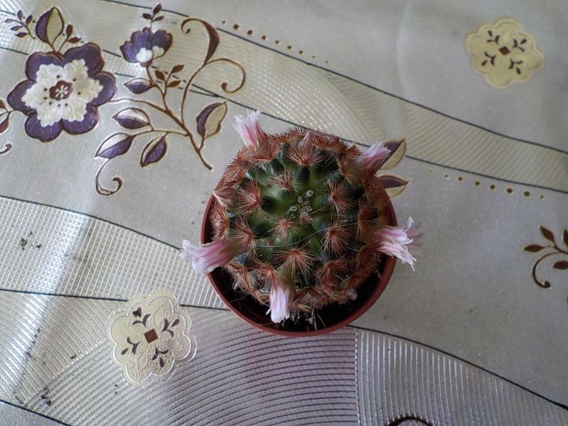  - mammillaria carmenae 2019