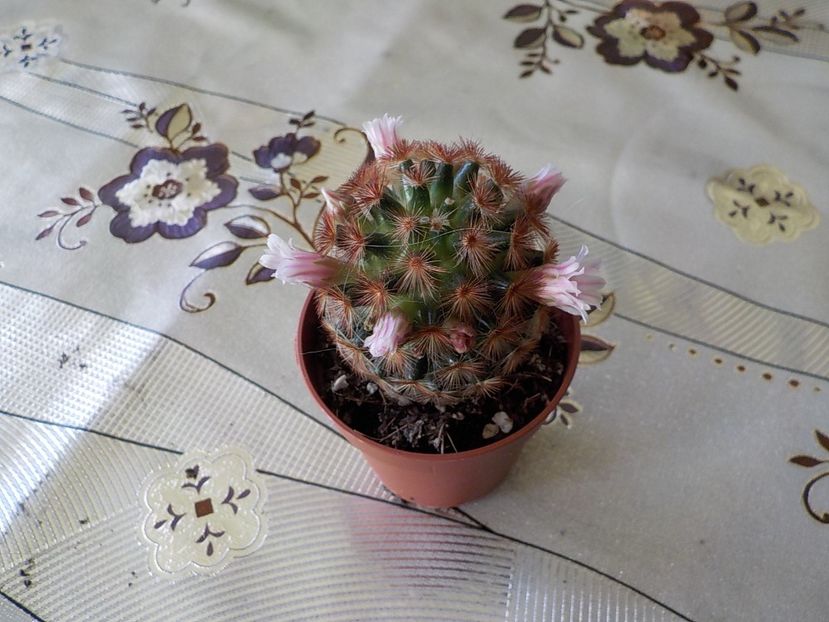  - mammillaria carmenae 2019