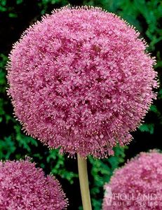 81138-pink-allium-giganteum-3 COPIATA - Z SEMINTE - ALLIUM GIGANTEUM