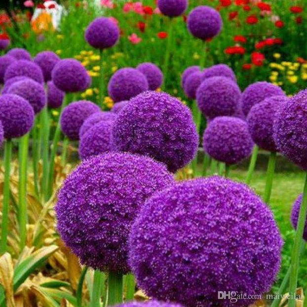 100-pcs-pack-allium-giganteum-seeds-beautiful  - 7 COPIATA - Z SEMINTE - ALLIUM GIGANTEUM